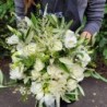 Armonia florilor